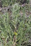 Astragalus ephemeretorum. Цветущее растение. Таджикистан, восточный склон гор Санглак, 1300 м н.у.м. 24.04.2011.