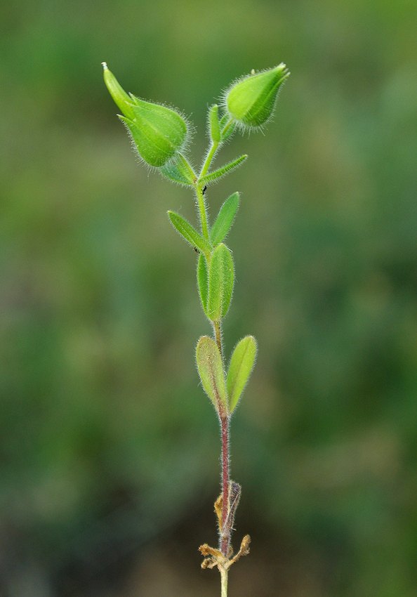 Image of Cerastium inflatum specimen.