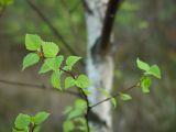 Betula pendula