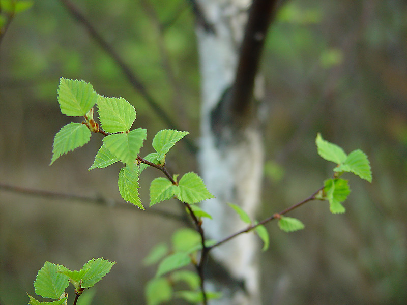 Изображение особи Betula pendula.