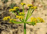 Ferula syreitschikowii. Часть соцветия. Казахстан, Джамбульская обл., южнее оз. Балхаш. 13.05.2011.