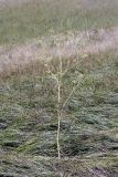 Conium maculatum. Плодоносящее растение. Южный Казахстан, ущелье реки Боролдай. 11.07.2011.
