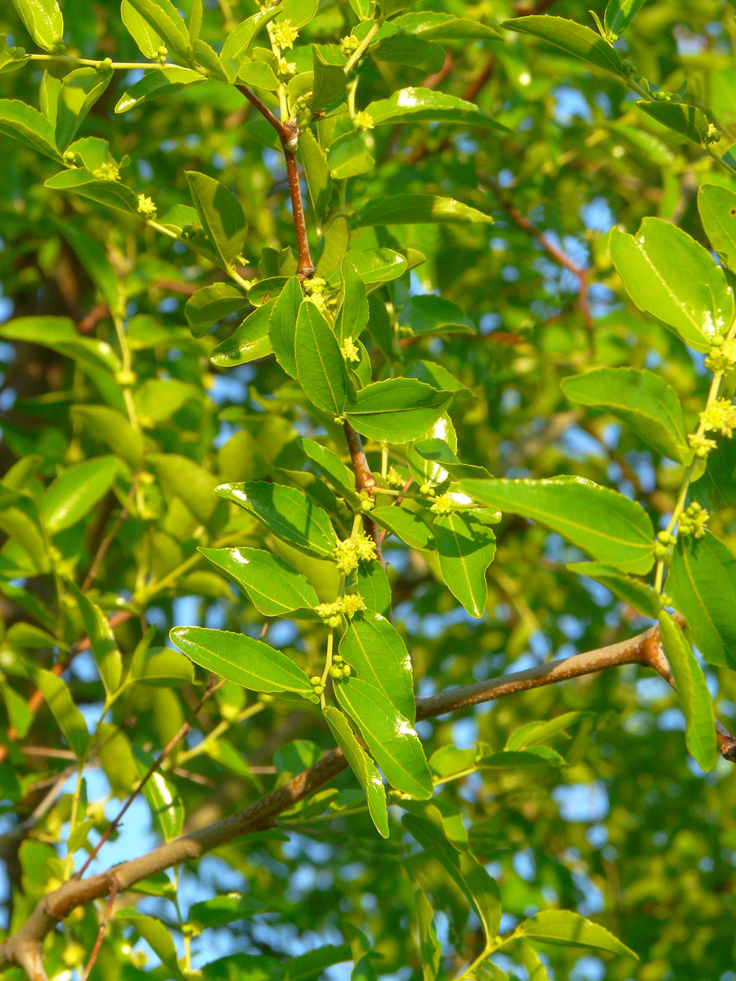 Image of Ziziphus jujuba specimen.