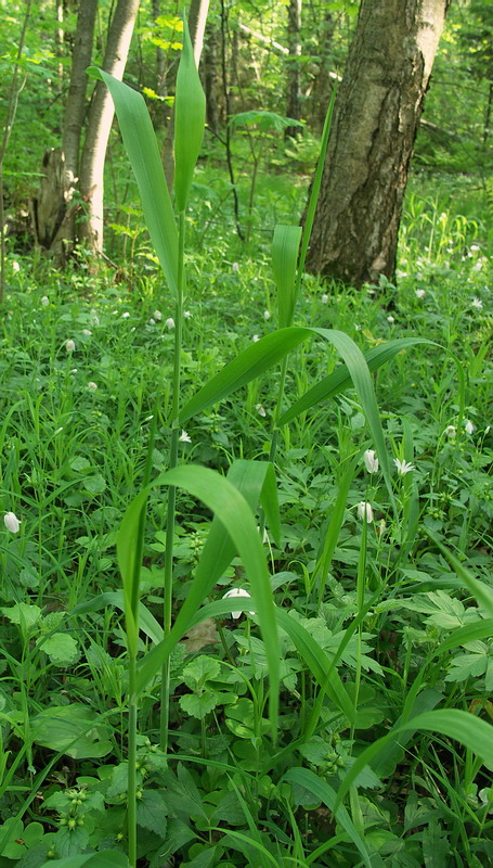 Image of Milium effusum specimen.