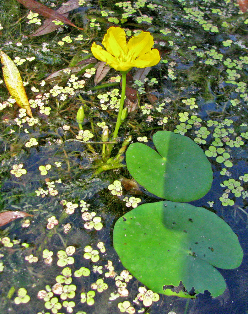 Image of Nymphoides peltata specimen.