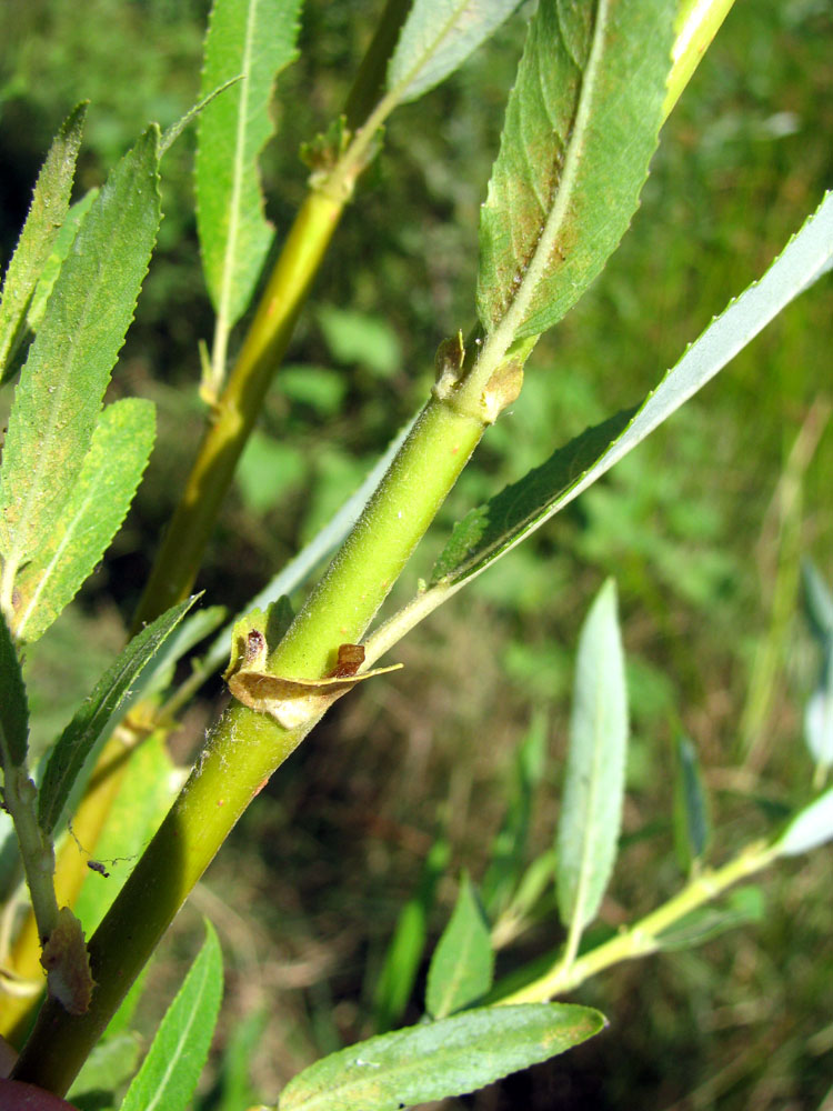 Изображение особи Salix &times; undulata.