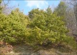 Juniperus deltoides. Растения в шибляке. Черноморское побережье Кавказа, Новороссийск, близ мыса Мысхако. 9 марта 2012 г.