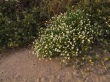 Cladanthus mixtus. Цветущее растение на обочине дороги. Израиль, Шарон, г. Герцлия. 02.06.2010.