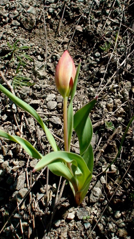 Изображение особи Tulipa julia.