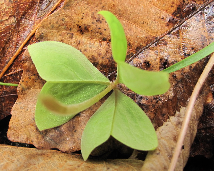 Изображение особи Oxalis obtriangulata.