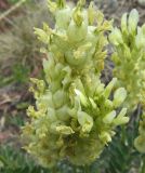 Astragalus follicularis