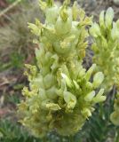 Смотреть изображение Astragalus follicularis