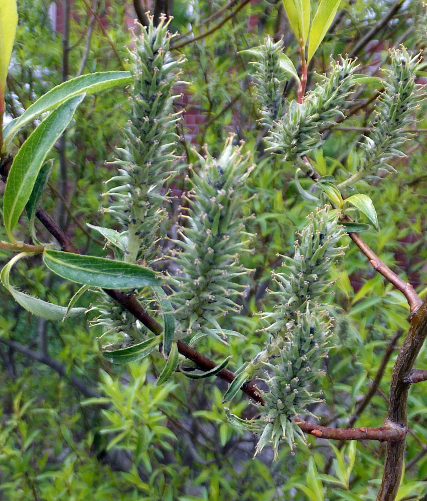 Изображение особи Salix phylicifolia.