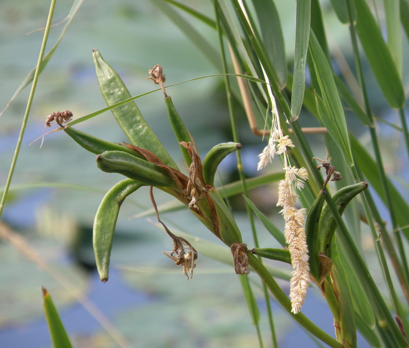 Image of Iris pseudacorus specimen.