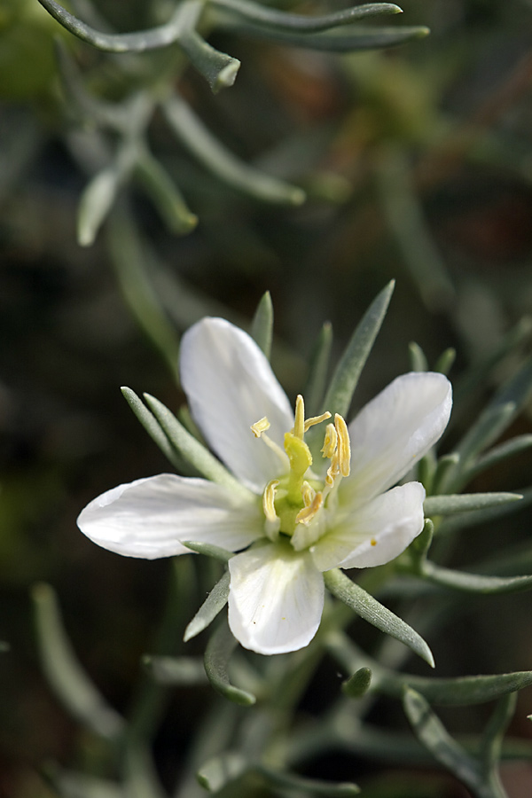 Image of Peganum harmala specimen.