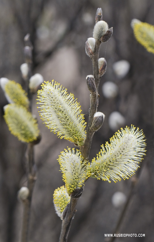 Image of Salix cinerea specimen.