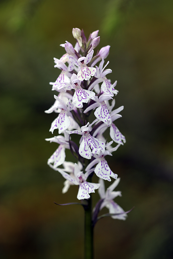 Изображение особи Dactylorhiza maculata.