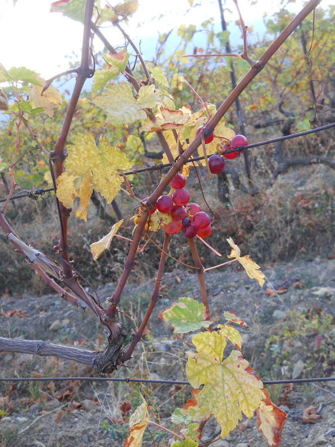 Image of Vitis vinifera specimen.