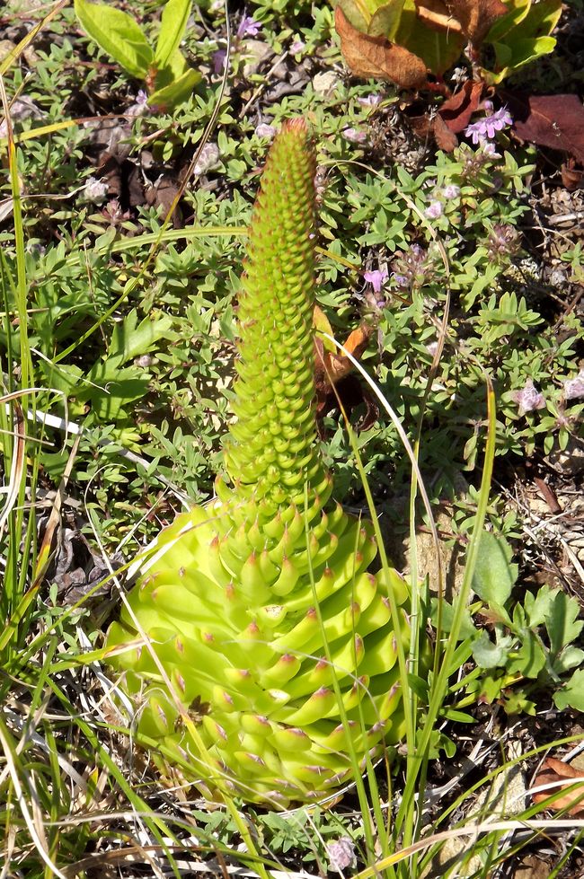 Image of Orostachys spinosa specimen.