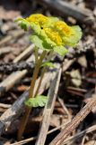 Chrysosplenium alternifolium