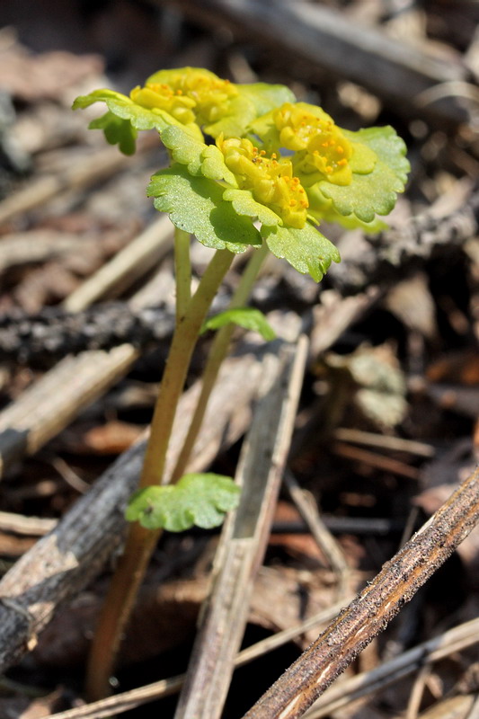 Image of Chrysosplenium alternifolium specimen.