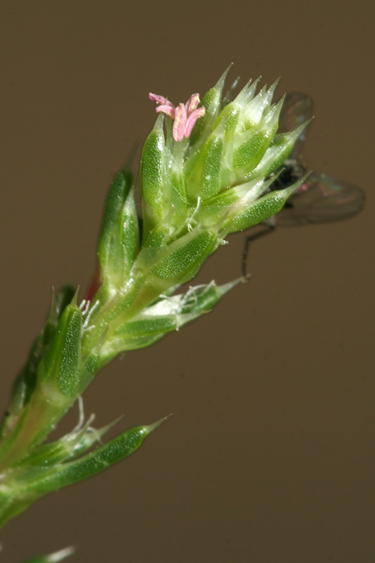 Image of Salsola collina specimen.