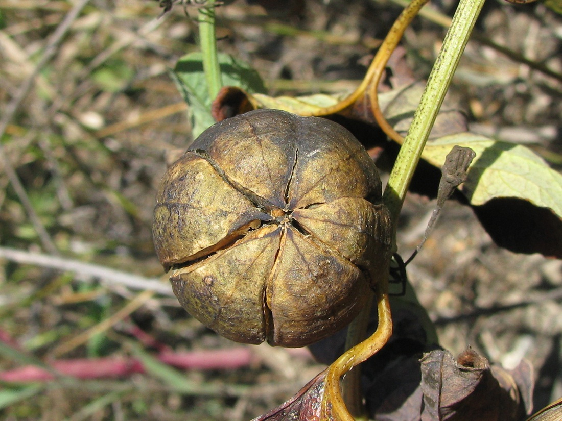 Image of Aristolochia clematitis specimen.