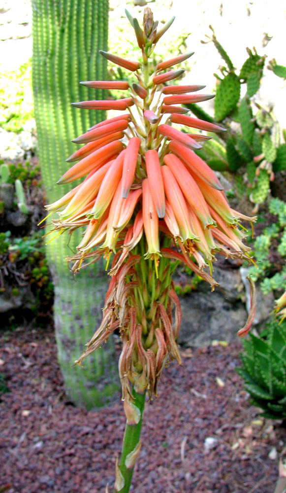 Image of genus Aloe specimen.