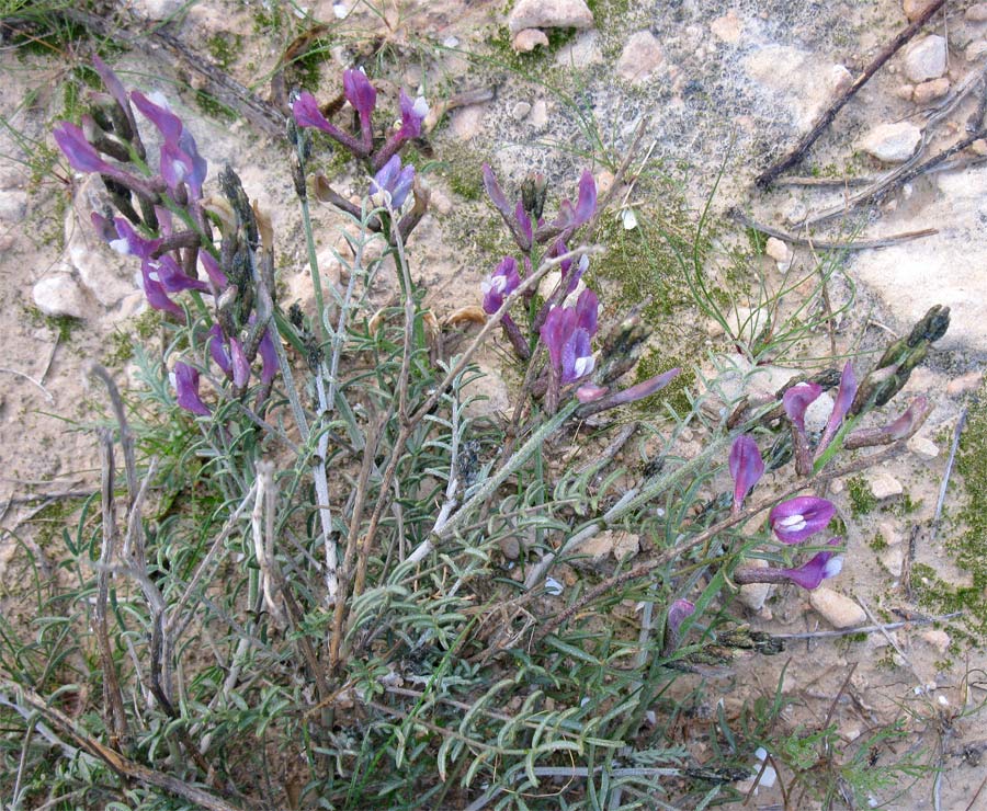 Image of Astragalus sanctus specimen.