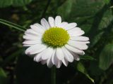 Bellis perennis. Соцветие. Украина, Хмельницкая обл., Красиловский р-н, с. Терешки, луг возле леса. 01.08.2010.