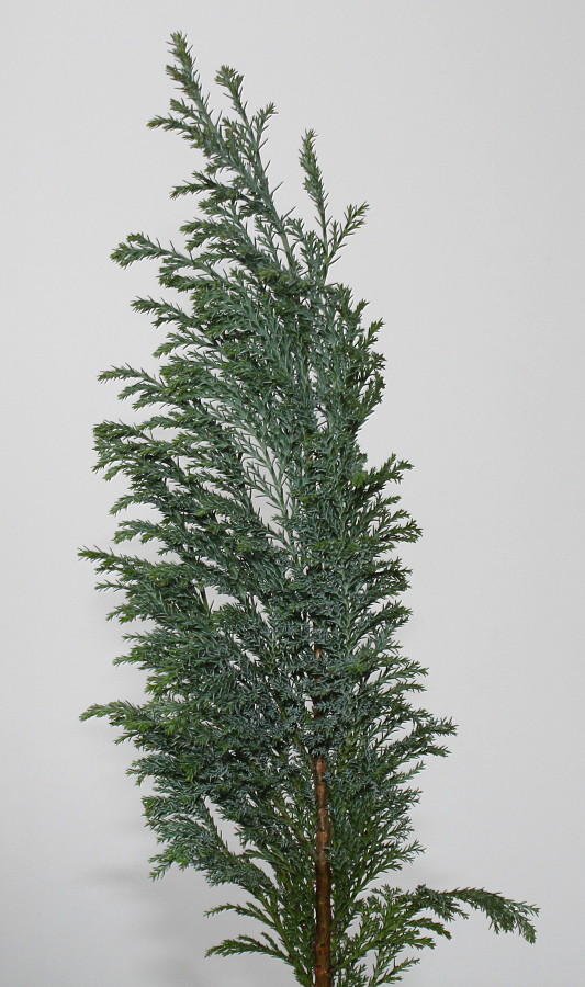 Image of Chamaecyparis lawsoniana specimen.