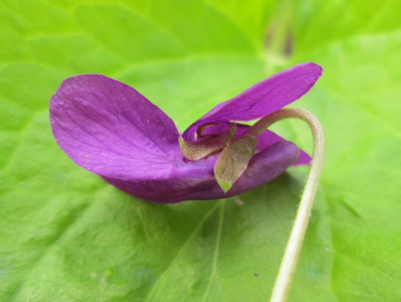 Image of Viola odorata specimen.