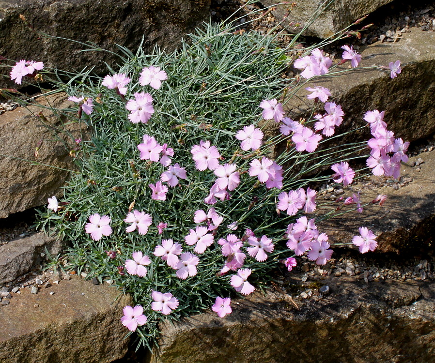 Изображение особи Dianthus subacaulis.