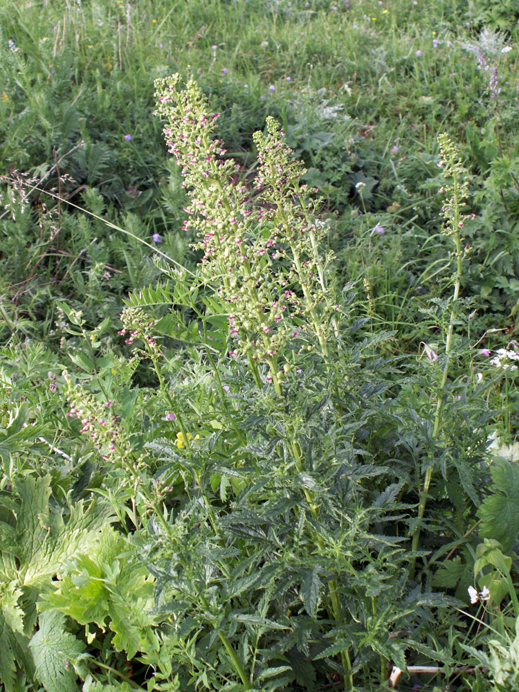 Изображение особи Scrophularia kiriloviana.