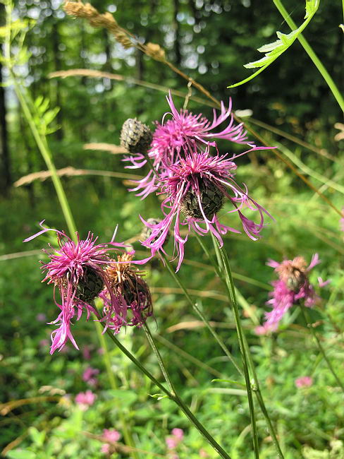 Image of Centaurea scabiosa specimen.