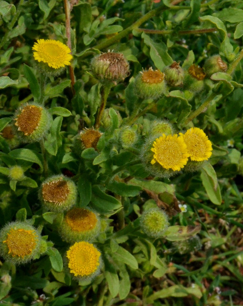 Image of Pulicaria vulgaris specimen.