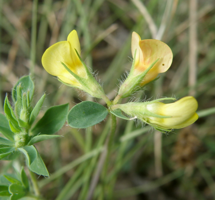 Image of Lotus caucasicus specimen.