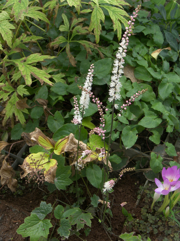 Изображение особи Cimicifuga japonica.