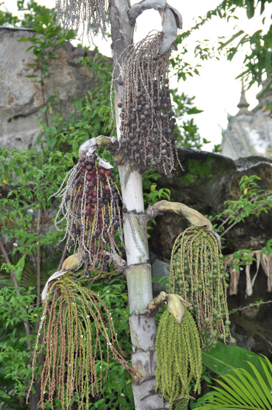 Image of Caryota mitis specimen.