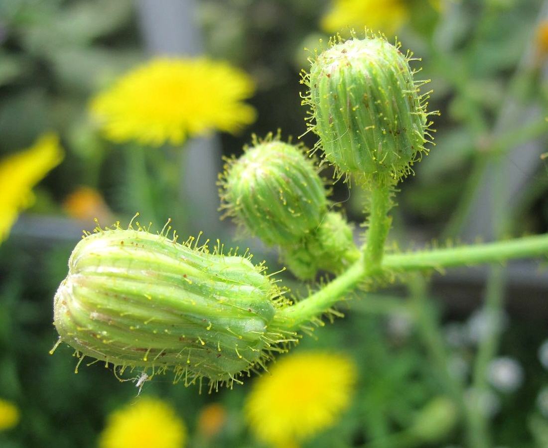 Изображение особи Sonchus arvensis.