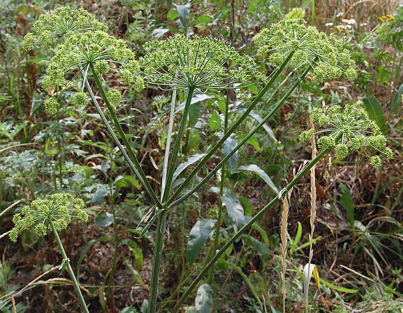 Image of Heracleum sibiricum specimen.