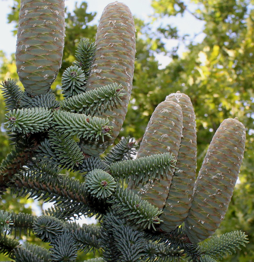 Image of Abies pinsapo specimen.