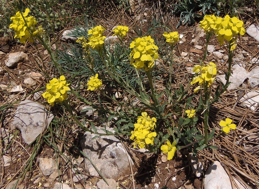 Image of Erysimum cuspidatum specimen.