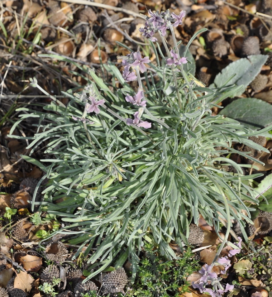 Image of Matthiola fruticulosa specimen.