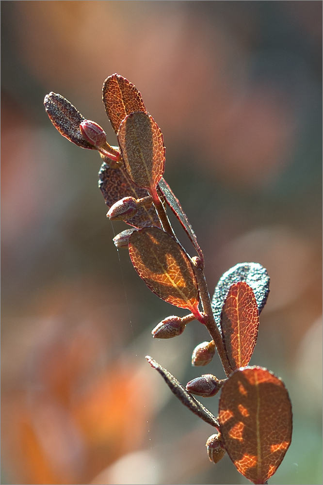 Изображение особи Chamaedaphne calyculata.