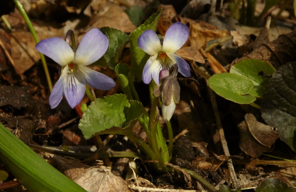 Image of Viola suavis specimen.