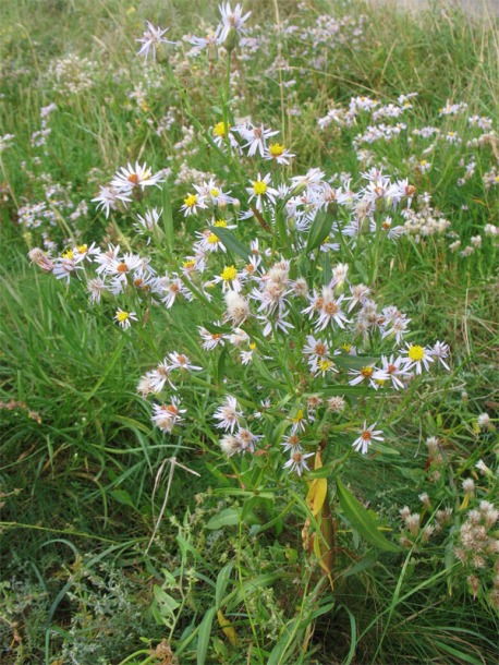 Image of Tripolium pannonicum ssp. tripolium specimen.