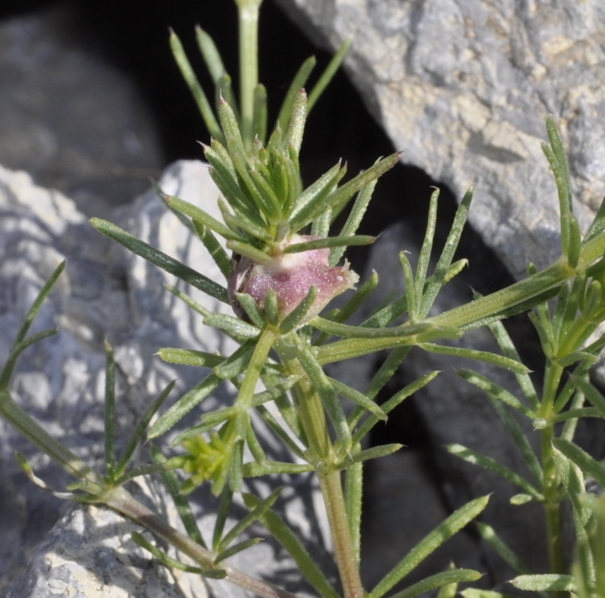 Изображение особи род Galium.