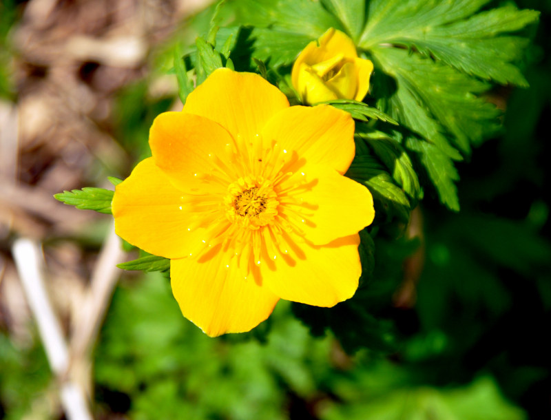 Изображение особи Trollius ranunculinus.