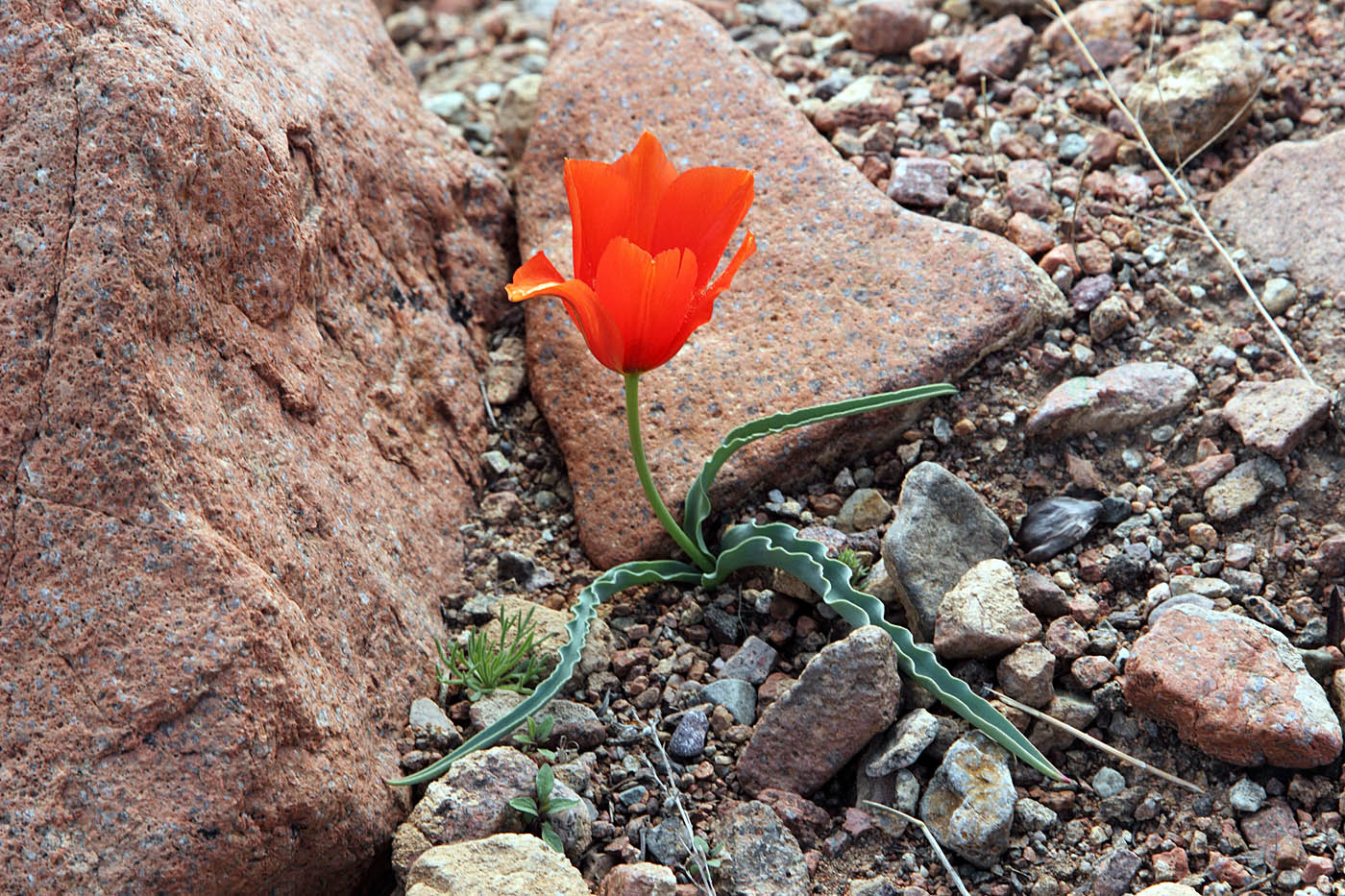 Image of Tulipa intermedia var. korolkowioides specimen.